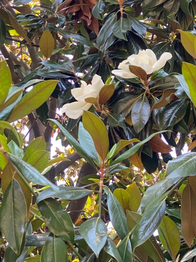 לינה וארוחת בוקר סנטה מרגריטה ליגורה Le Magnolie מראה חיצוני תמונה